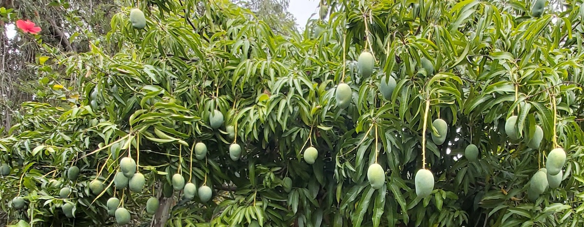 LH garden mangoes 20220202_161237